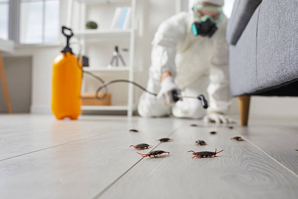 Affordable Termite Control solutions in St. Paul, MO